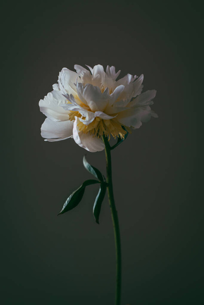 Gyönyörű krém bazsarózsa virág sötét háttérrel. A szöveg helye. - Fotó, kép