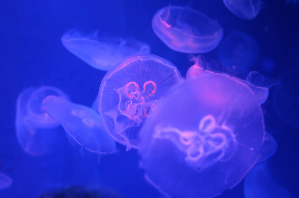 Grupo de medusas flota en un mar - Foto, Imagen