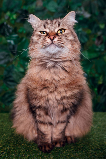 gatto rosso su sfondo verde
 - Foto, immagini