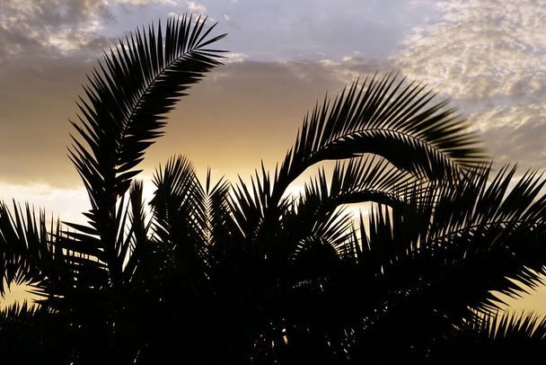 Rameaux de palmiers ou frondes de palmiers silhouette noire devant un ciel magnifique avec des nuages - Photo, image