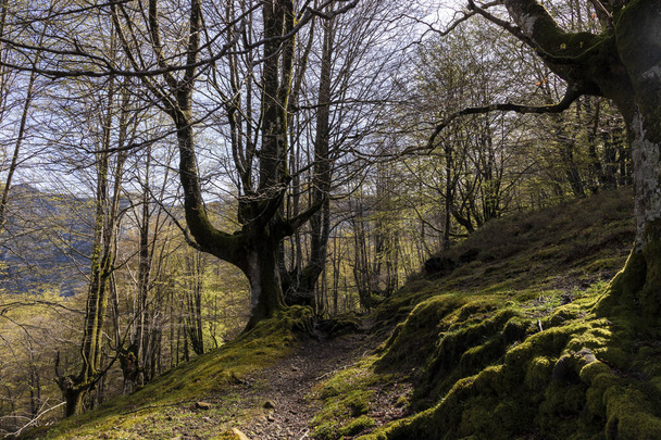 Presentación de la paleta de otoño: cautivador viaje por el follaje del bosque de Belaustegui - Foto, imagen
