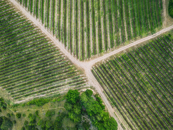 Luchtfoto van ordelijke rijen druiven rijping in de gloed van de ondergaande zon op bergachtig terrein in Zuid-Frankrijk. - Foto, afbeelding