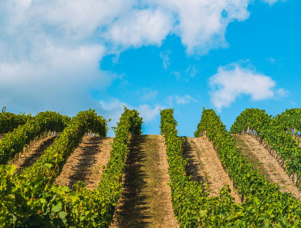 A dél-franciaországi lenyugvó nap és hegyvidéki terep fényében érlelődő szőlősorok rendje. - Fotó, kép