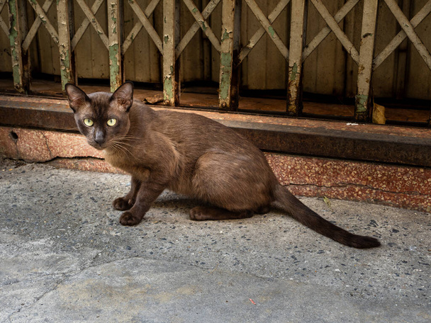 Bangkok, Tayland kaldırımlarında açık kahverengi kürklü ve büyüleyici sarı gözlü bir kedi sahneyi yakalar.. - Fotoğraf, Görsel