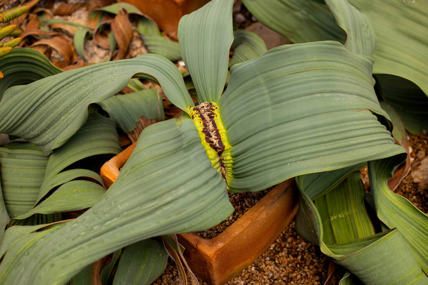 Welwitschia mirabilis plante dans un pot - Photo, image