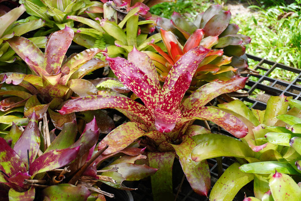 Bromeliads. Colorful Bromeliads in tropical garden. Selective focus - Photo, Image