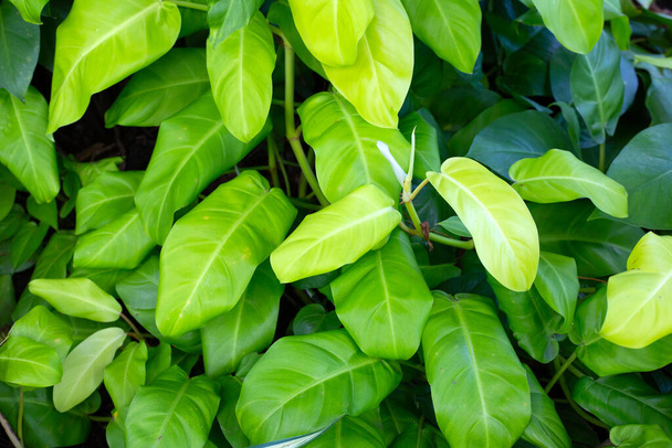 Philodendron plant in the garden - Photo, Image