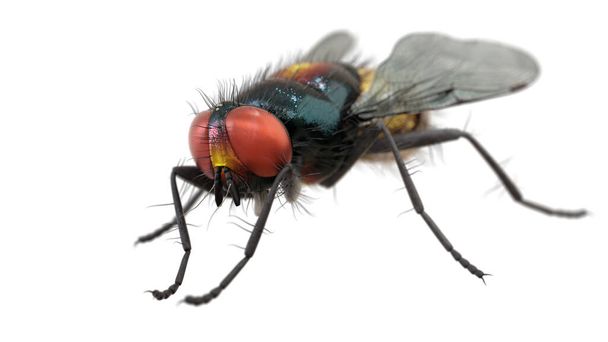 3D απόδοση των ζώων μύγα στάση. Μακρο κοντινό, έντομο, βρώμικο. - Φωτογραφία, εικόνα