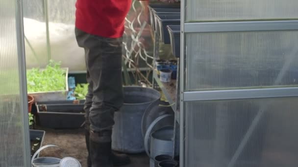 Senior férfi és cserepes növények - Felvétel, videó