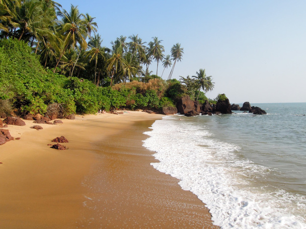кокосовые пальмы на пляже - Фото, изображение