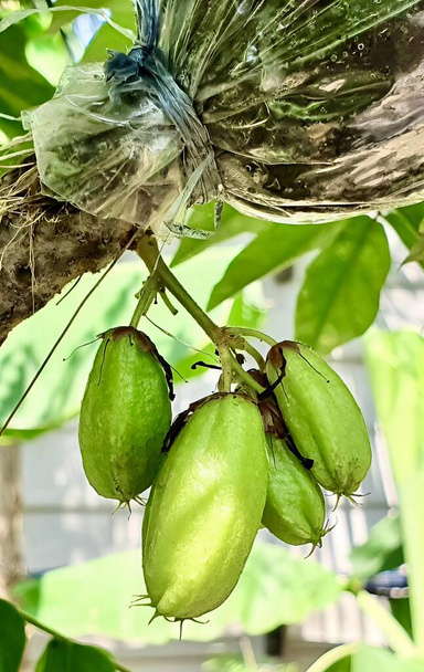 une photographie d'un bouquet de fruits verts suspendus à un arbre, des figurines suspendues à un arbre avec une enveloppe dessus. - Photo, image