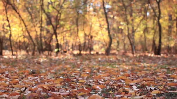 Sonbahar orman manzara ile yaprak. Kaydırıcı yavaş hareket - Video, Çekim