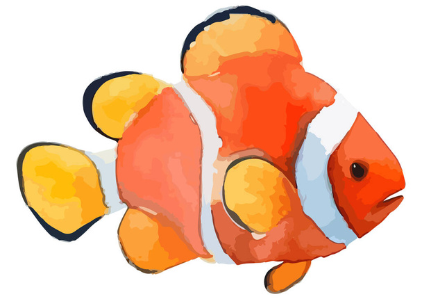 Illustration en couleur de poissons tropicaux (poissons anémones) avec touche aquarelle - Vecteur, image