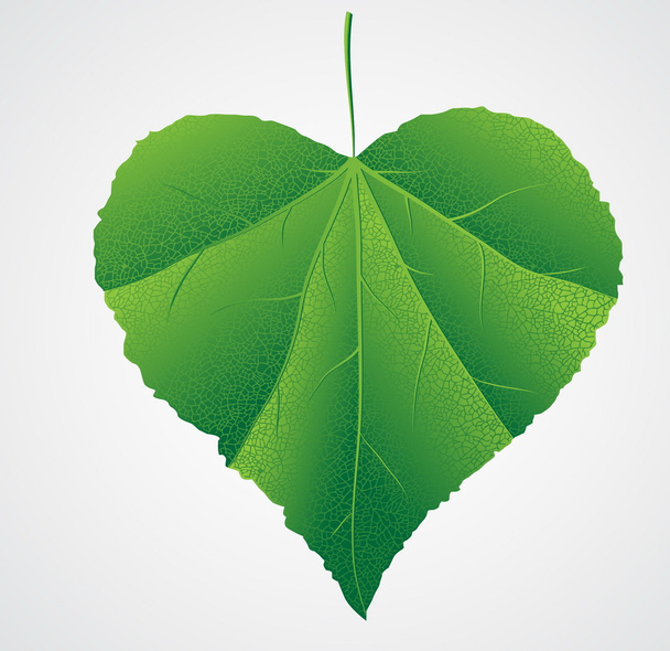 green leaf heart shape - Vector, Image