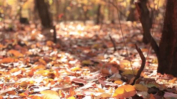 Krása podzimní slunečné dřeva. Jezdec výstřel - Záběry, video