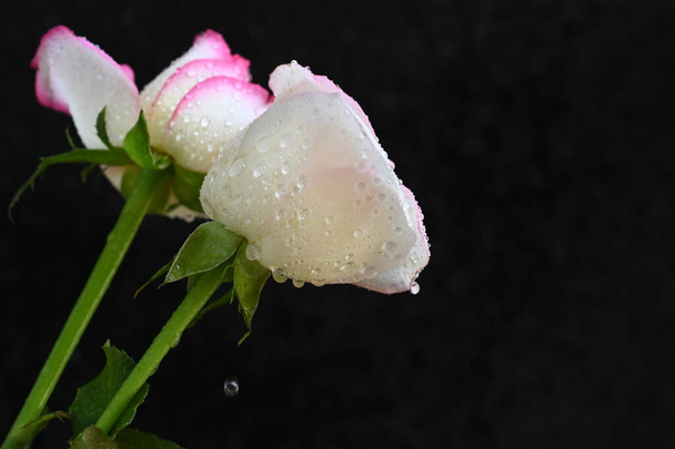 belle rose blanche et rose sur fond sombre, concept d'été, vue rapprochée - Photo, image