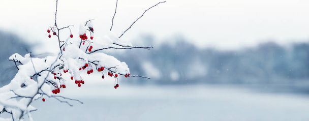 A snow-covered hawthorn branch with red berries on a river bank in winter - Photo, Image