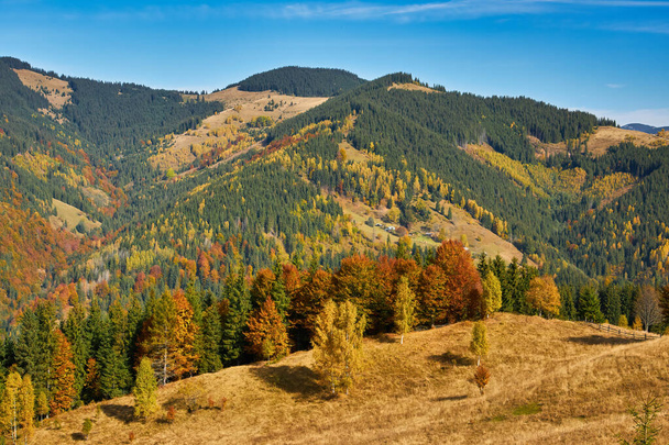 Vstupte do světa kouzel, když spatříte nádheru podzimu v Karpatských horách. Majestátní vrcholy majestátně stoupají na pozadí pulzujícího listí a vytvářejí fascinující gobelín barev. Odstíny karmínu, jantaru a zlata d - Fotografie, Obrázek