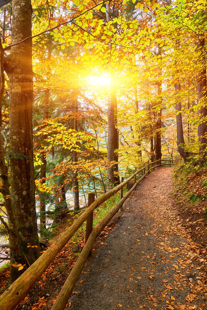 Vydejte se na klidnou cestu zářivými podzimními odstíny po lesní cestě, která se klikatí podél malebného jezera. Dřevěný plot elegantně vede vaše kroky, zatímco majestátní les odhaluje svou podmanivou krásu. Ponoř se do  - Fotografie, Obrázek