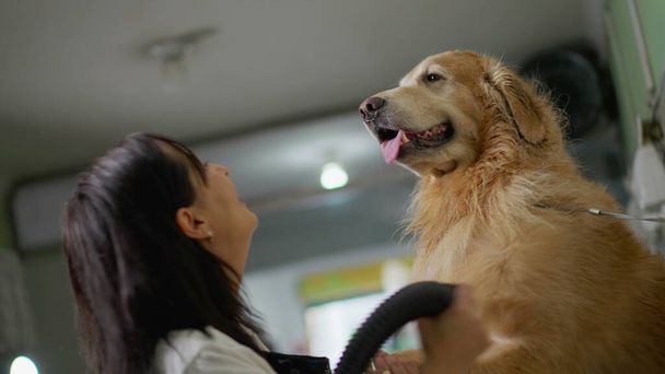 Happy Local Business Eigenaar van Pet Shop droogt grote Golden Retriever Dog met Turbo Dryer - Foto, afbeelding