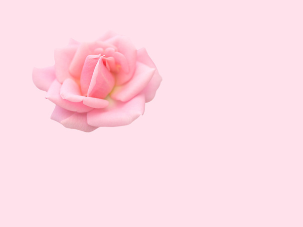 Zachte roze roos op roze achtergrond liefde concept - Foto, afbeelding