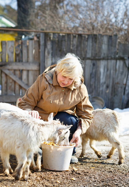 elderly woman feeding goats at the farm - Photo, Image