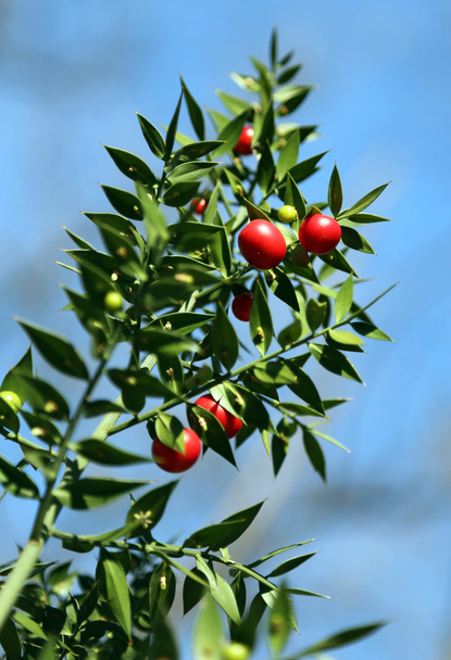 Κόκκινο Holly μούρα και ακανθώδης φύλλα - Φωτογραφία, εικόνα