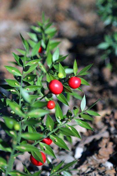 Red Holly berries and spiny leaves - Photo, Image