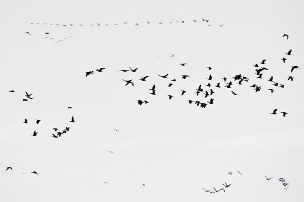 Flock of Ducks Silhouetted on a White Background - Photo, Image