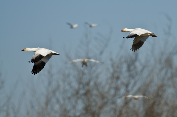 Пара снежных гусей, летящих через болото
 - Фото, изображение