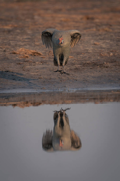 Helmeted guineafowl jumps with reflection in water - Photo, Image
