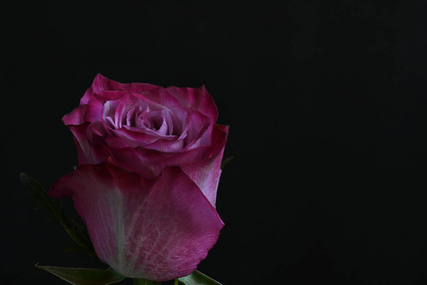rosa rosa hermosa sobre fondo negro - Foto, imagen