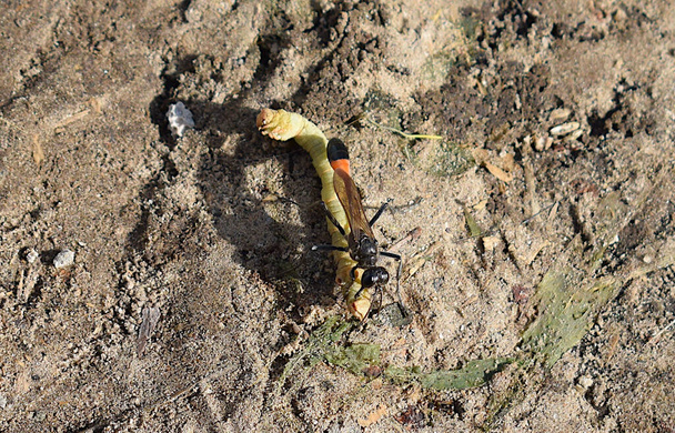 Аммофила Сэнди тащит гусеницу в норку.. - Фото, изображение
