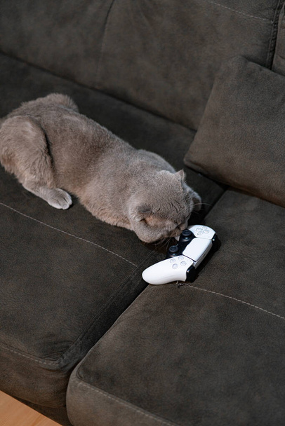 kot ogląda telewizję - Zdjęcie, obraz