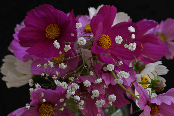 Koyu arkaplanda güzel kozmos çiçekleri - Fotoğraf, Görsel