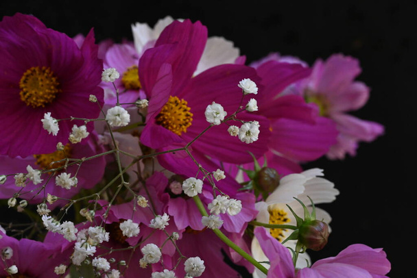 Koyu arkaplanda güzel kozmos çiçekleri - Fotoğraf, Görsel