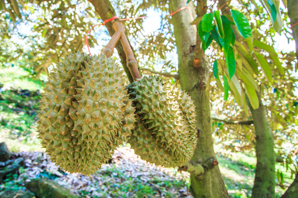 Durian Tropical fruits in Thailand - Foto, afbeelding