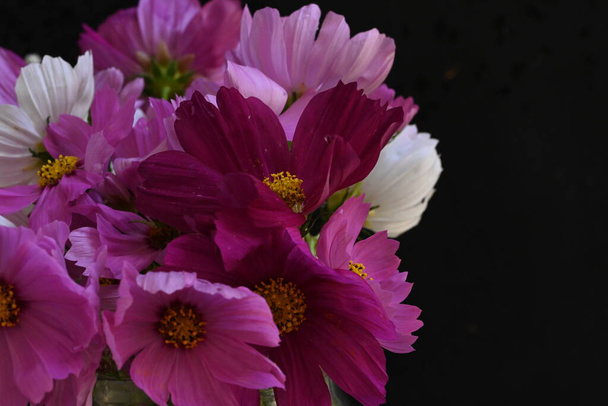 όμορφα λουλούδια σύμπαν σε σκούρο φόντο - Φωτογραφία, εικόνα