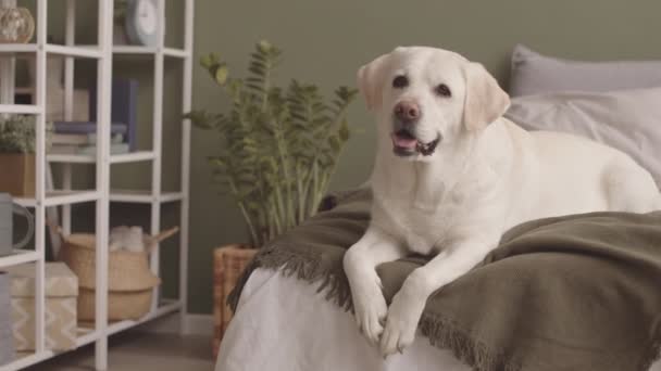 Porträt des niedlichen gelben Labrador Retrievers, der im minimalistischen Schlafzimmer auf dem Bett für die Kamera posiert - Filmmaterial, Video