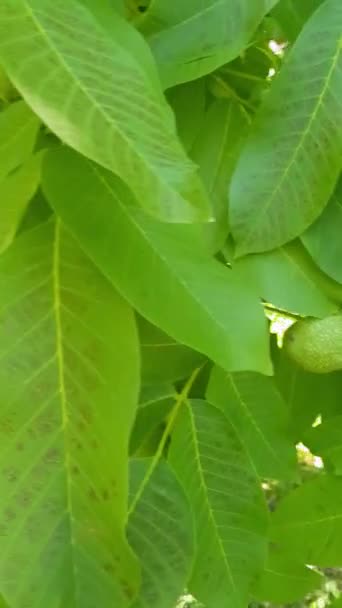 Čerstvé vlašské ořechy v zelených slupkách rostoucích na větvi stromu. Ořechy jsou buclaté a zdravé a zelené slupky jsou zářivě zelené. video zachycuje krásu vlašských ořechů v různých - Záběry, video