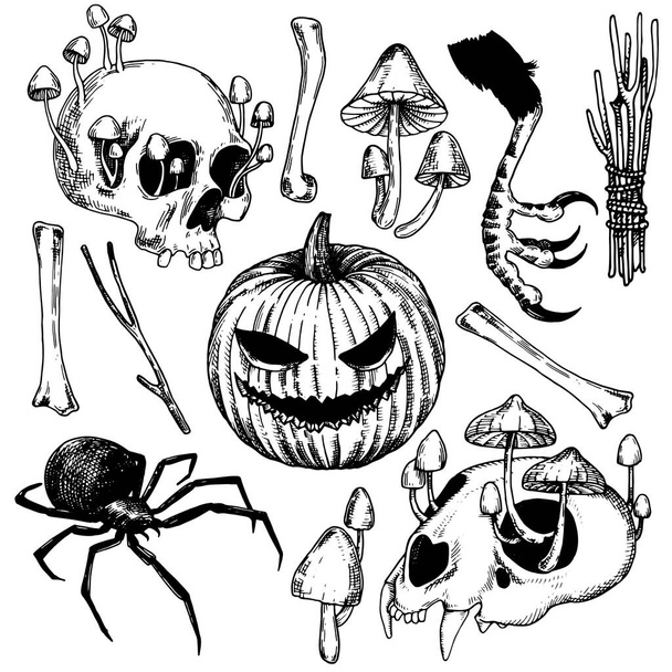 sada vektorových kreseb na téma Halloween. černobílé grafické kresby ve stylu vintage. čarodějnictví, magie, spiritualita. lebka, křišťál, houby, žába, lektvary, pavouci a kosti - Vektor, obrázek