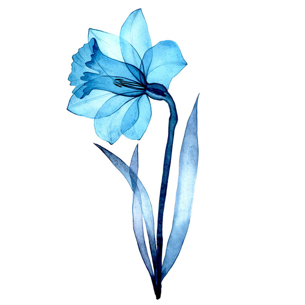 水彩画を描きました. ナルシッサの透明な花。 春の花 白い背景に透明なブルーダフィル. エックスレイ - 写真・画像