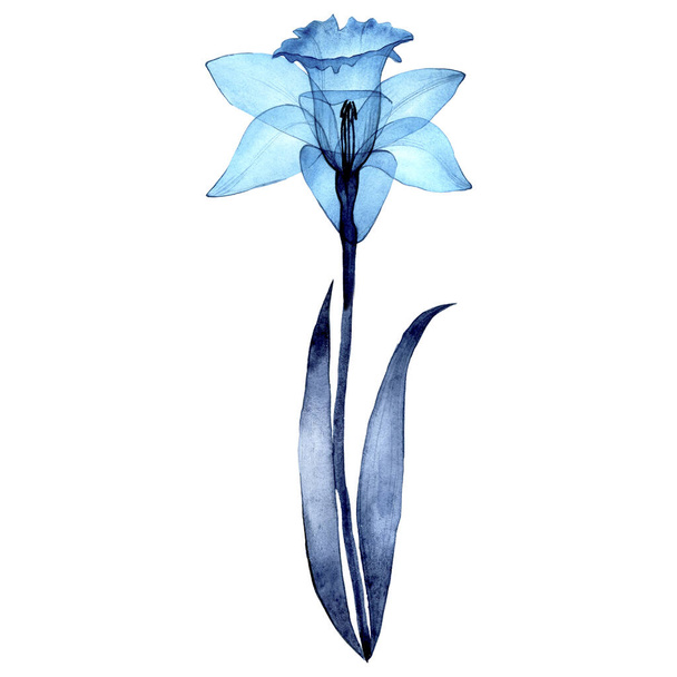 Aquarellzeichnung. transparente Blume der Narzisse. Frühlingsblume transparente blaue Narzissen auf weißem Hintergrund. Röntgen - Foto, Bild