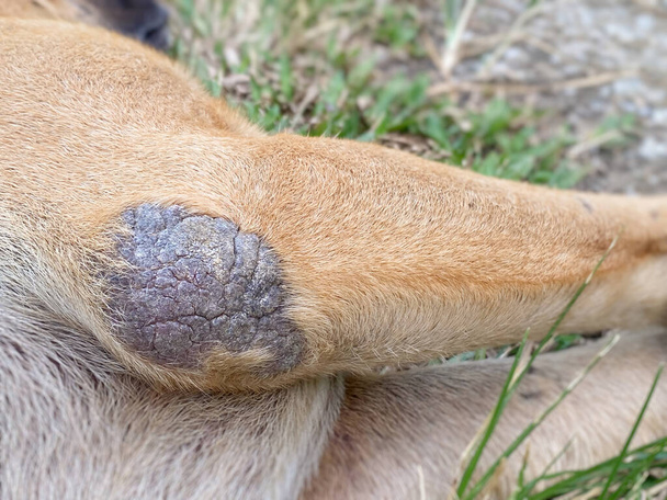 Dog elbow calluses or scabbies. Lying on the ground. - Photo, Image