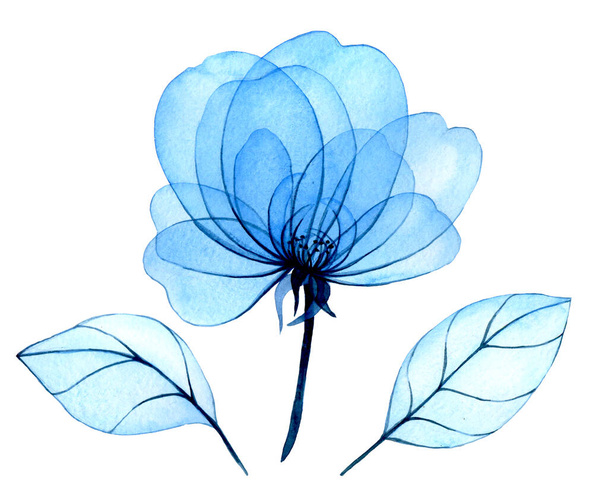 akvarell rajz. átlátszó kék bazsarózsa virágok és levelek. finom illusztráció. Röntgensugár - Fotó, kép