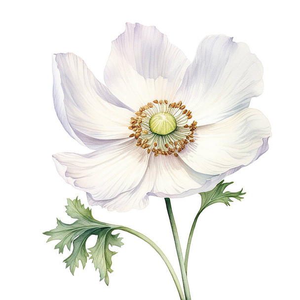 Aquarellzeichnung weißer Mohn, Anemone. Frühlingsblume im Vintage-Stil - Foto, Bild