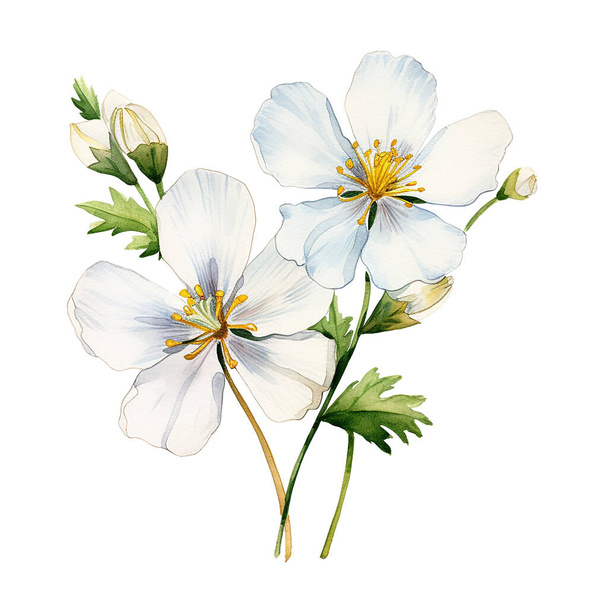 σχέδιο με ακουαρέλα, λευκά λουλούδια γιασεμιού. εικονογράφηση σε στυλ ρεαλισμού, vintage - Φωτογραφία, εικόνα