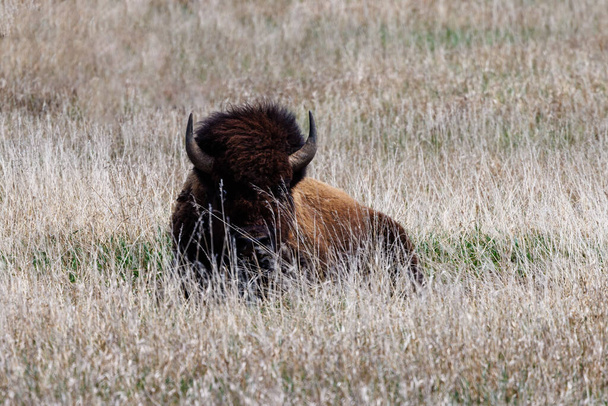 Bizon amerykański, znany również jako bawół, leżący na polu trawiastym w Parku Narodowym Grand Teton wiosną. - Zdjęcie, obraz