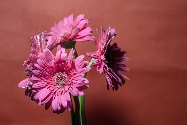ピンクの細菌は,ピンクの背景に対して暗い中心を持つ花を咲かせます. マクロフラワー写真. - 写真・画像