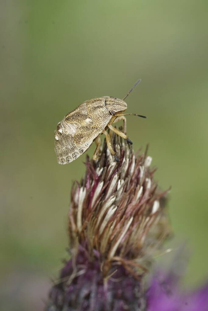 Natuurlijke verticale close-up op een instar, nimf van de gestreepte wants, Graphosoma italicum, op een paarse distel - Foto, afbeelding